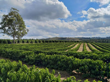 🟢 GREEN RUN- Brazil, Fazenda do Cruzeiro