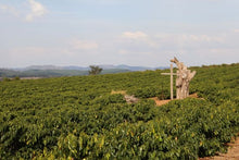 🟢 GREEN RUN- Brazil, Fazenda do Cruzeiro