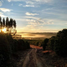 🟢 GREEN RUN-  Brazil, Fazenda Mumbuca