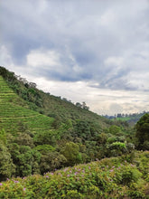 Colombia, Finca Juan Martin -Grand Cru Reserve-