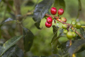 Colombia, Finca Juan Martin -Grand Cru Reserve-