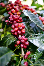 *New Mexico Micro-lot : Alejandro Martinez- Finca San Jose