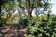 *New Mexico Micro-lot : Alejandro Martinez- Finca San Jose