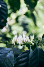 *New Mexico Micro-lot : Alejandro Martinez- Finca San Jose