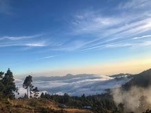 *New Mexico Micro-lot : El Triunfo