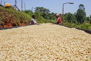 Kenya, Getuya Peaberry   -Grand Cru Reserve