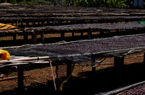 Ethiopia,  Arsosala  -Grand Cru Reserve-