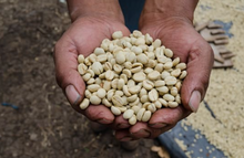 Guatemala, Rene Mendez: Finca Jolimex