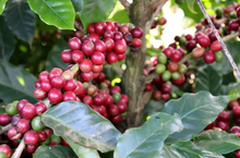 Brazil, Fazenda Mumbuca