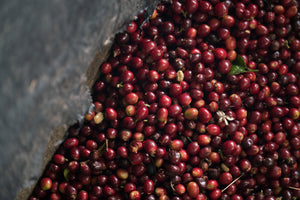 Joaquin Alvaro Tunubala Best Cup Finalist #14 -Grand Cru Reserve-